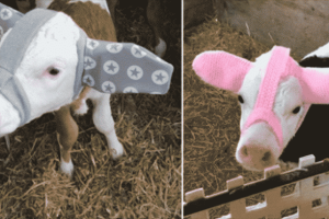 Cute earmuffs made by farmer to protect the animals from getting frostbite.