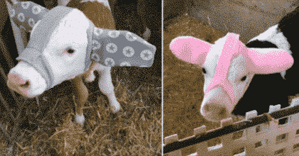 Cute earmuffs made by farmer to protect the animals from getting frostbite.