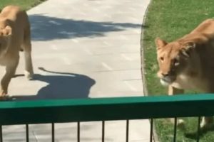 Lions cannot stop hugging the woman who raised them.