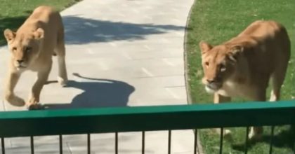 Lions cannot stop hugging the woman who raised them.