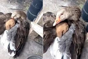 Puppy saved from the blazing cold from a caring goose who wrapped him in his arms.