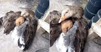 Puppy saved from the blazing cold from a caring goose who wrapped him in his arms.