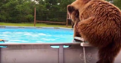 Look at this bear doing a belly flip while taking a bath in the pool.