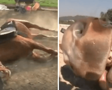 Drama Queen Horse Plays Dead to stop People from Riding him!