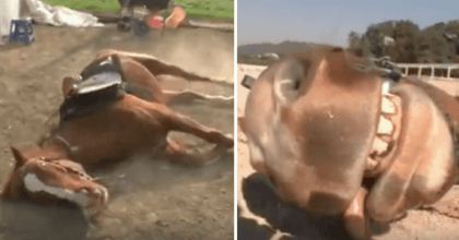 Drama Queen Horse Plays Dead to stop People from Riding him!