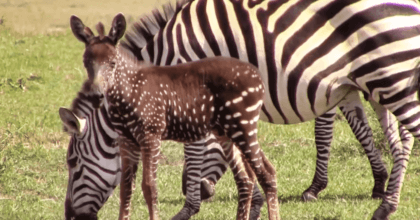 A Rare Baby Zebra Born With Polka Dots Instead Of Stripes