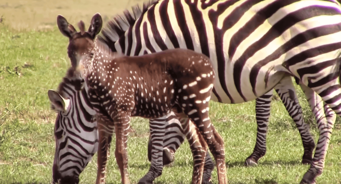 A Rare Baby Zebra Born With Polka Dots Instead Of Stripes