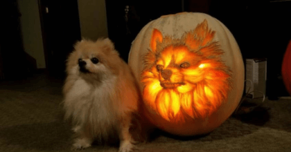 Dog Owner Decides to do Something Different for this Halloween – Carves a Pumpkin to Look Exactly like his Dog