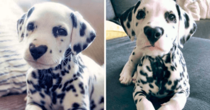 A Cute Heart-Shaped Spot on a Dalmatian’s Nose Broke the Internet!