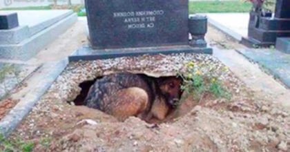 Loyal dog refuses to leave the owner’s grave. Days later she had given birth to puppies.