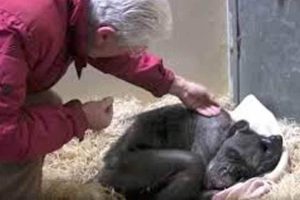 Dying chimp smiles the moment an old friend comes to visit her