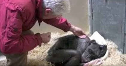 Dying chimp smiles the moment an old friend comes to visit her