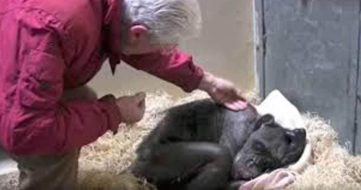 Dying chimp smiles the moment an old friend comes to visit her