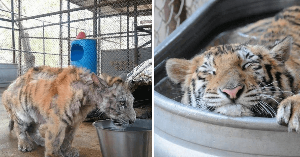 Tiger goes through an amazing transformation after being abandoned at 8 months.