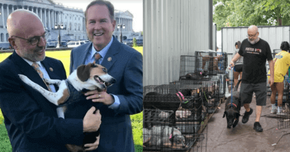 Animal cruelty is now illegal and counts as a federal crime