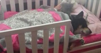 Mother finds dog sleeping next to her daughter and decides to take a video.