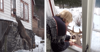 Hateful comments strike elderly woman for feeding a wild animal. 