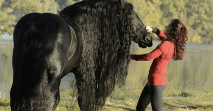 This horse is driving the internet crazy with its beauty 