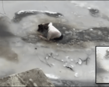 Man saves dog from drowning in a freezing cold lake