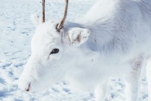 This adorable white reindeer takes the internet by storm