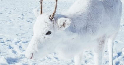 This adorable white reindeer takes the internet by storm