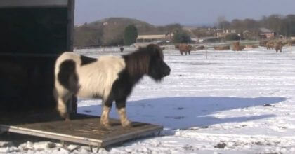 30 mistreated ponies finally get the chance of getting rescued