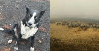 Australian Wildfires: Brave dog saves the flock of sheep as the farmer is putting out the fire.