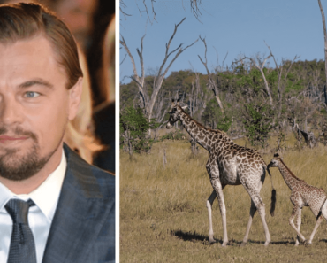 Leonardo DiCaprio make a huge donation to save endangered animals