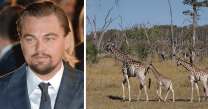 Leonardo DiCaprio make a huge donation to save endangered animals