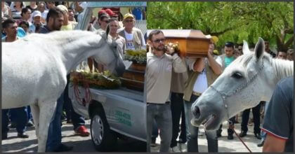 Horse sad about his owner’s death