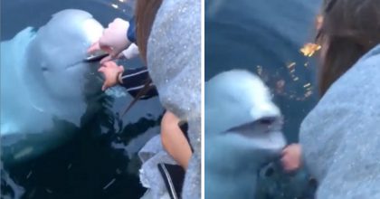 Beluga whale is polite enough to return phone to woman after she dropped it in the sea.