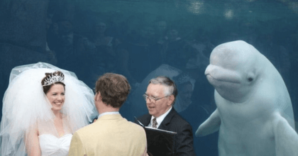 Couple getting married suddenly get interrupted by a beluga whale