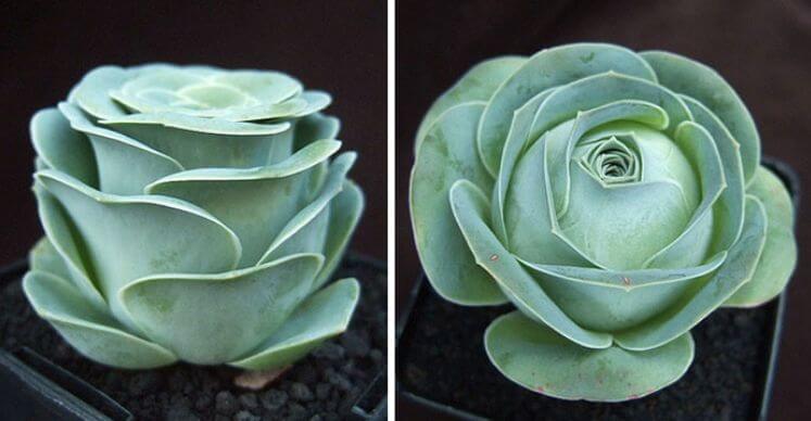 Rose Succulents Are Awesome Plants That Can  Be Used For Many Purposes.