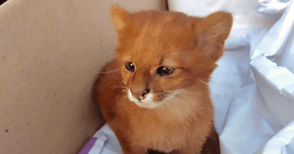 Woman takes abandoned cat home to later find out it was a wild puma