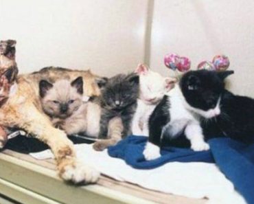 Cat sacrifices herself in a burning building just to save her babies