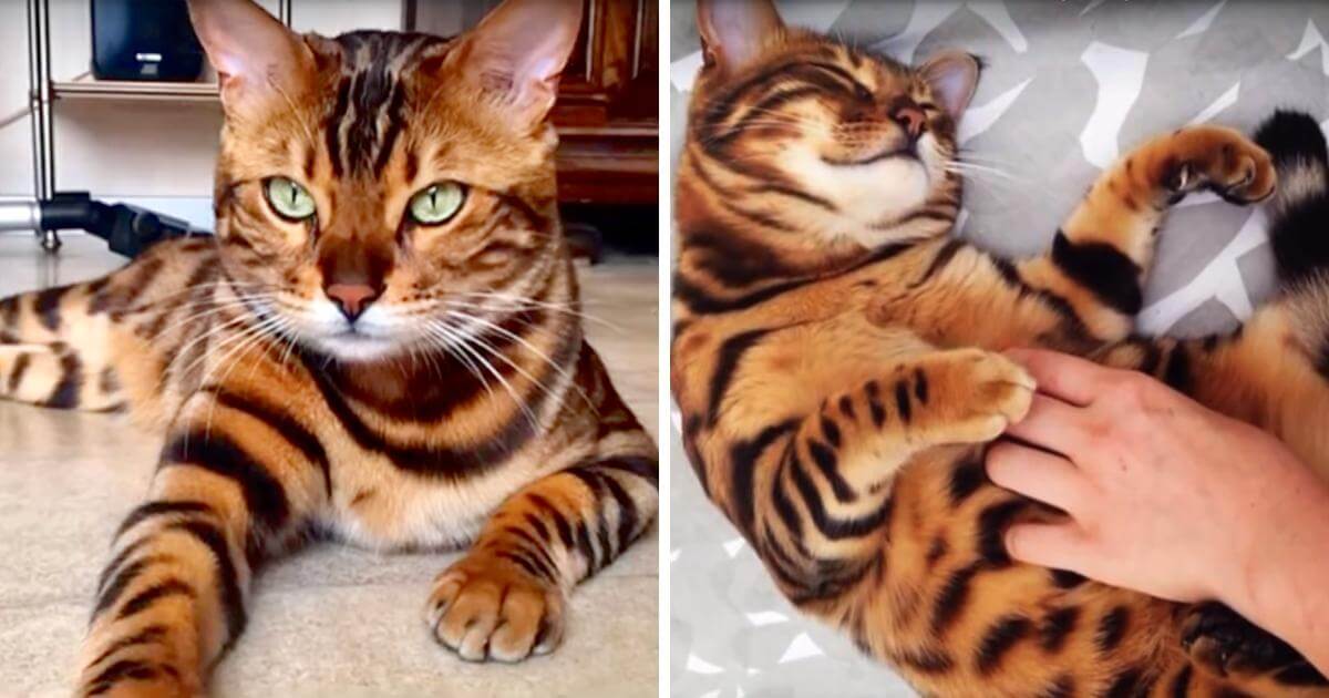 Cat Who Looks Like A Tiger Is Driving The Crazy