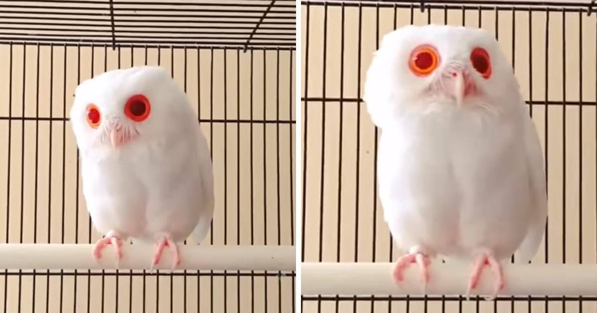 This Albino Owl with Red Eyes Is Truly Amazing