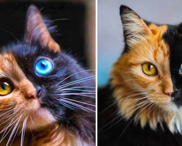 Cat with two faces looks so unreal people are mind-blown