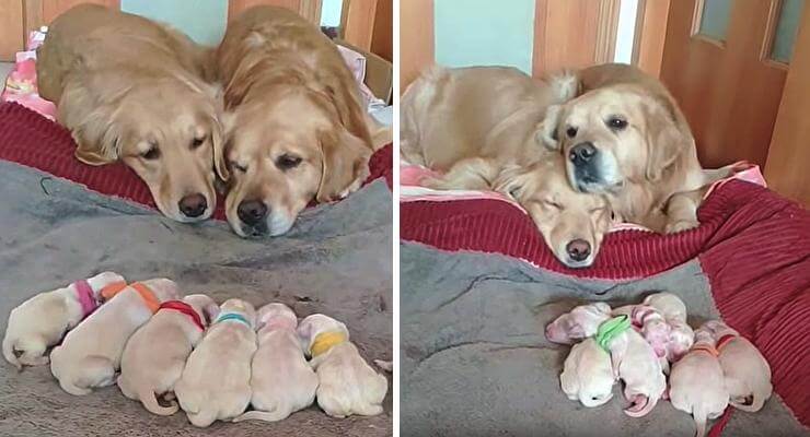 The Way These New Golden Retriever Parents Take Care of Their Puppies Is so Cute.