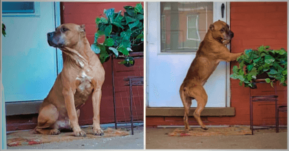 Abandoned dog waits on his family’s front porch for weeks in hopes that they will let him in