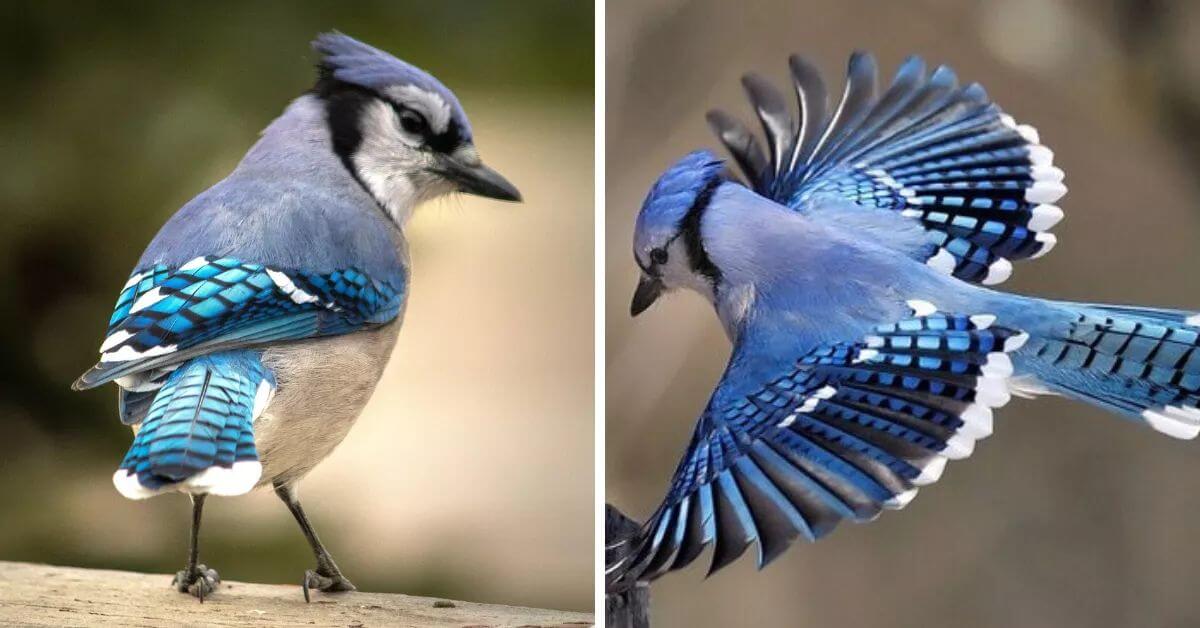 These Blue Birds Will Make You Forget About The Quarantine For A Second.