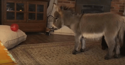 A tiny donkey that thinks he is a dog