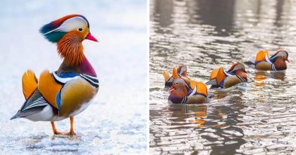 Mandarin Ducks Are Awesome And Colorful.