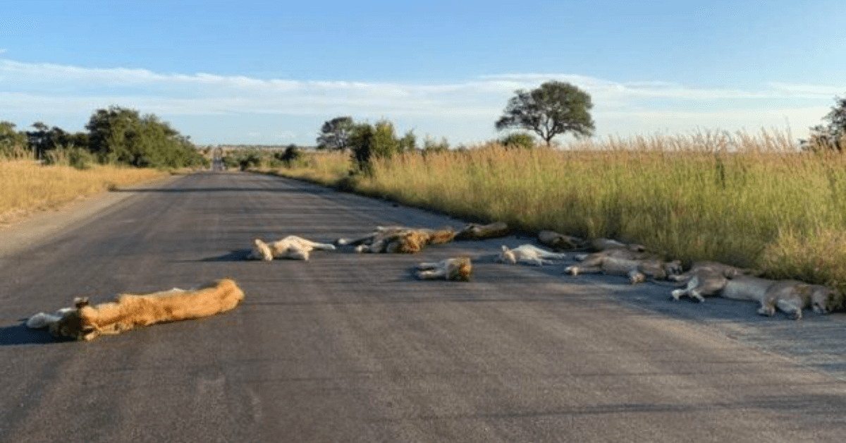 Lions caught sleeping on a road in a national park