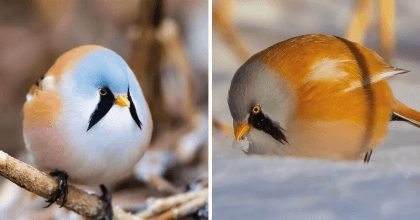 Bearded Reedling — You have never seen another roundest bird like this one! 