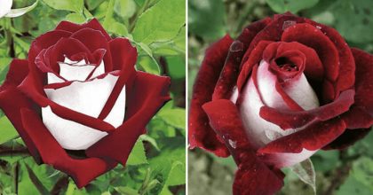 After Going Viral On Social Media, People Are Looking To Buy These Two Colors Roses.