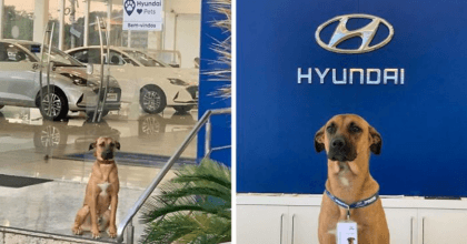 A Hyundai Dealership Company Saves A Stray Dog And Then Gives Him A ‘Role’ At The Company. 