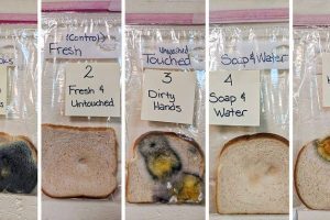 Hand-washing Experiment Done By Teacher Surprises Everyone