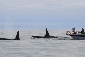 These Killer Whales Attacking Boats Are Going Viral.