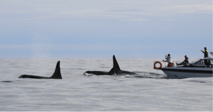 These Killer Whales Attacking Boats Are Going Viral.